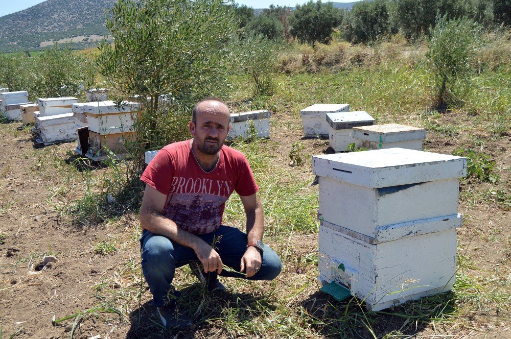 Manisa’da 3 Milyon Arı Telef Oldu