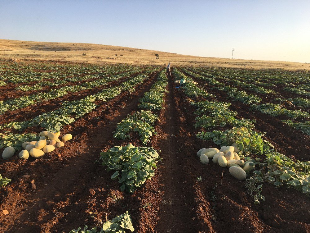 Midyat Kavunu Pazarlarda Yerini Aldı