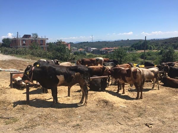 Düzce’de Kurbanlıklar Pazara İndi