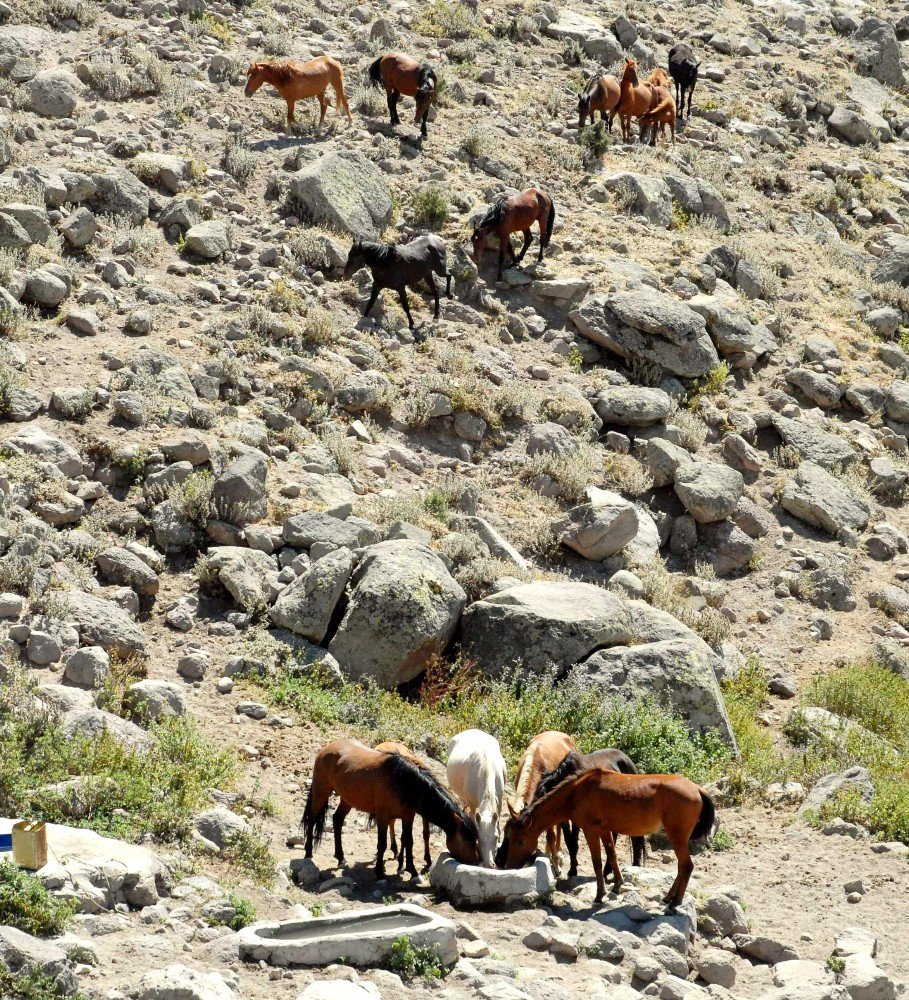 Karaman’daki Yılkı Atlarının Sayısı Kontrollü Olarak Azaltılacak