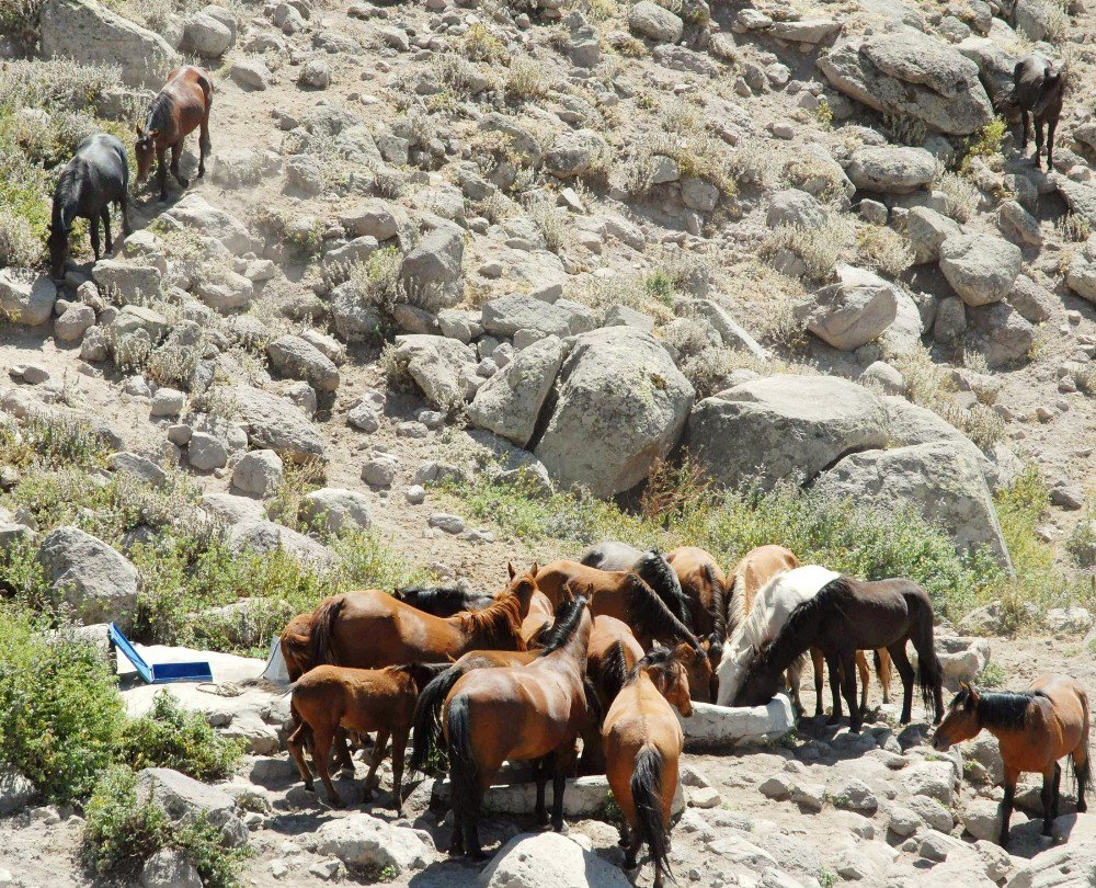 Karaman’daki Yılkı Atlarının Sayısı Kontrollü Olarak Azaltılacak
