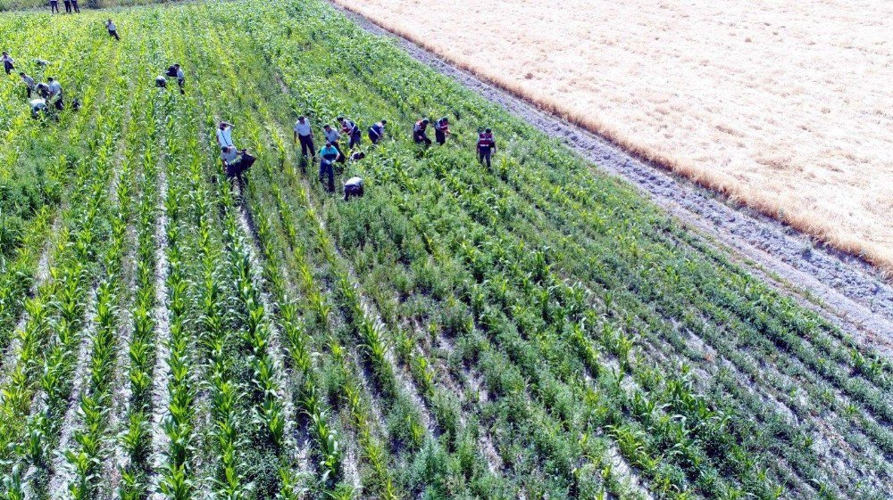 Kayseri’de Uyuşturucu Operasyonları