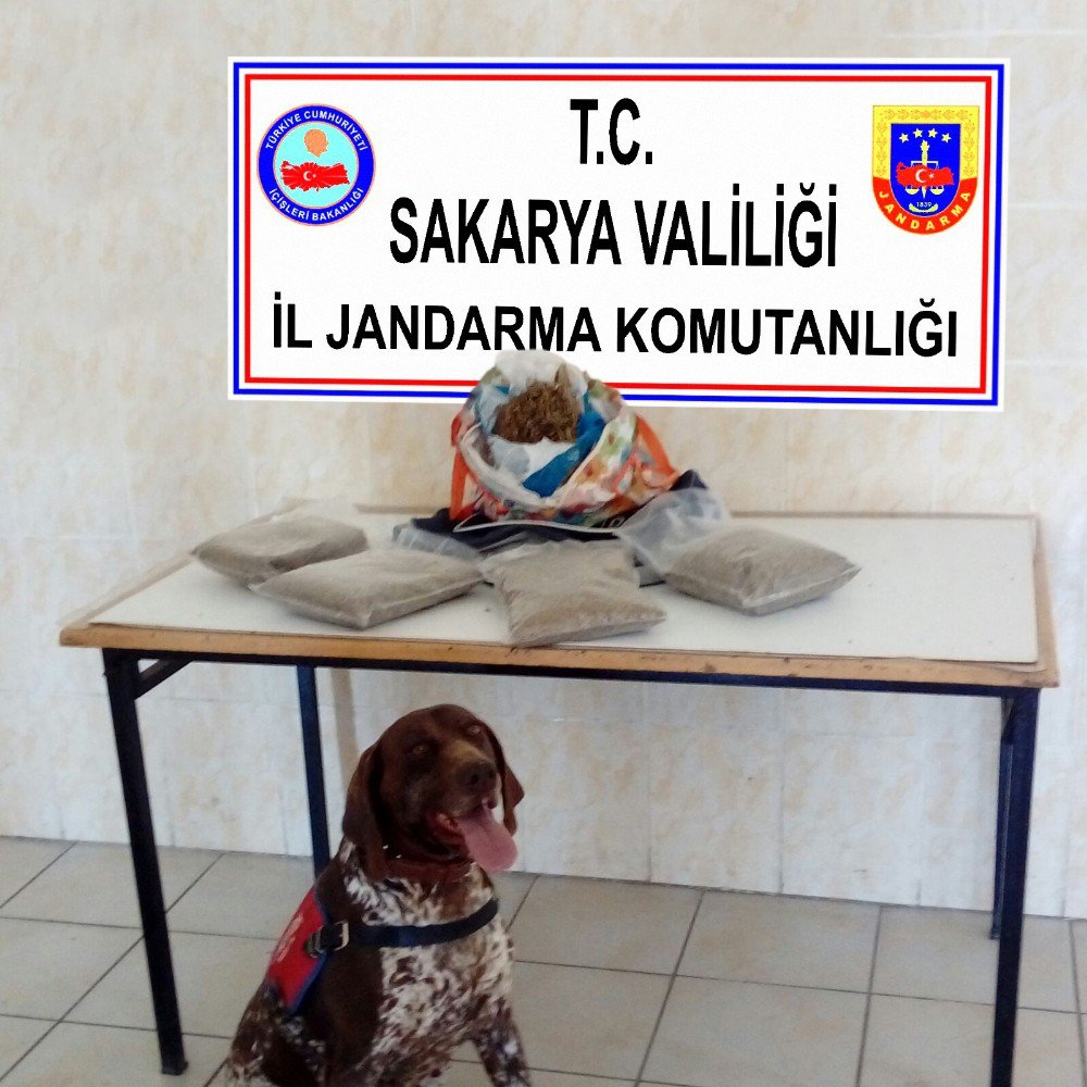 Sakarya’da 2 Kilo Bonzai Ele Geçirildi