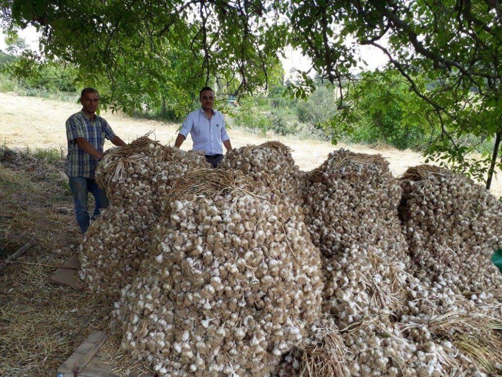 Simav’ın Bin 450 Rakımlı Kestel Köyünde, Yüksek Aromalı Sarımsak Üretiliyor