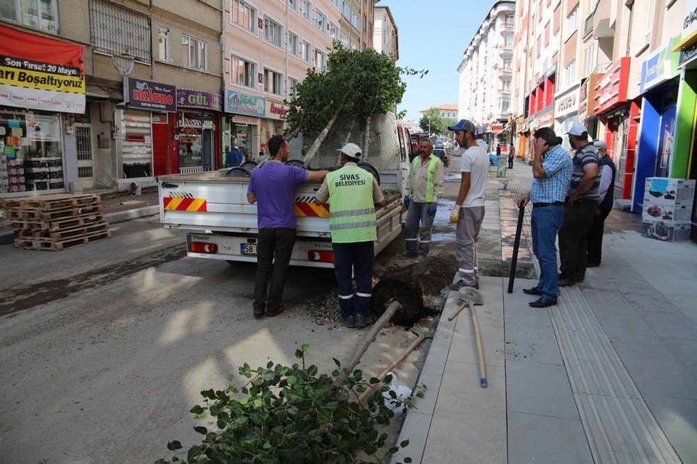 Sivas Belediyesi Çürümüş Ağaçların Yerine Yenisini Dikti