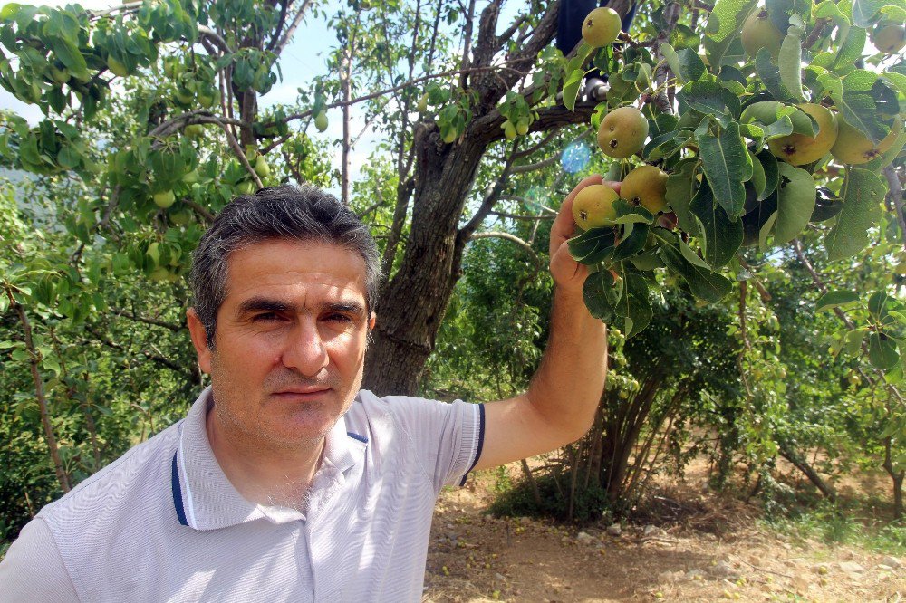 Asırlık Armut Ağacında Dört Farklı Lezzet