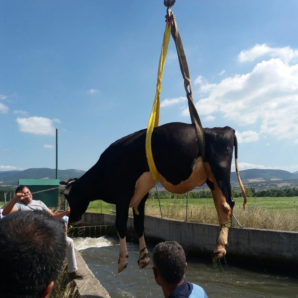 Sulama Kanalına Düşen İneği İtfaiye Kurtardı