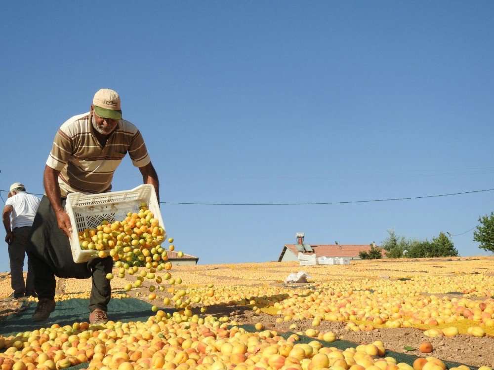 Malatya Sarıya Boyandı