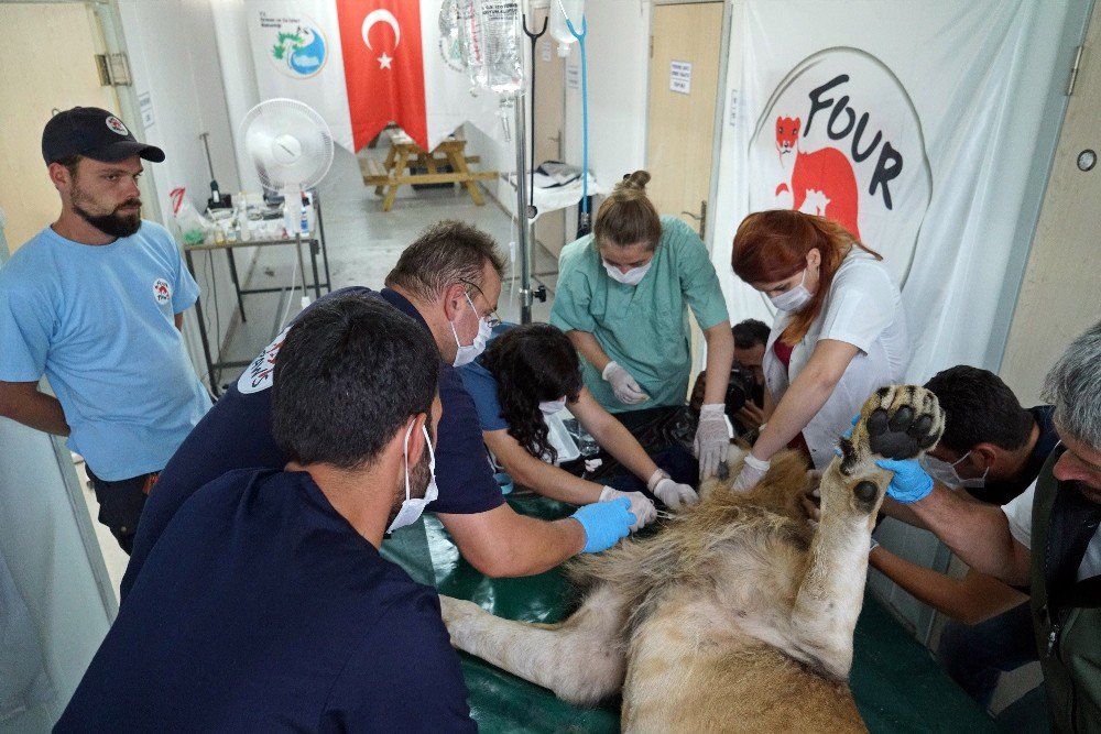 Suriye’deki Yaban Hayvanlarının Türkiye’ye Nakli Tamamlandı