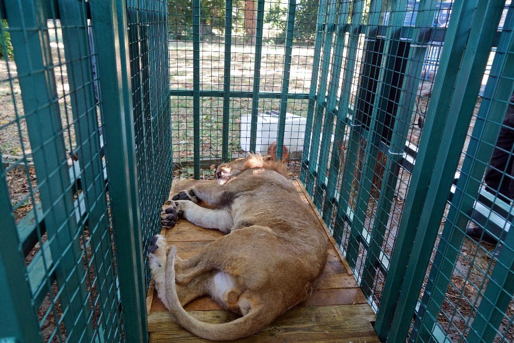 Savaş Mağduru Aslan İkizlere Hamile Çıktı