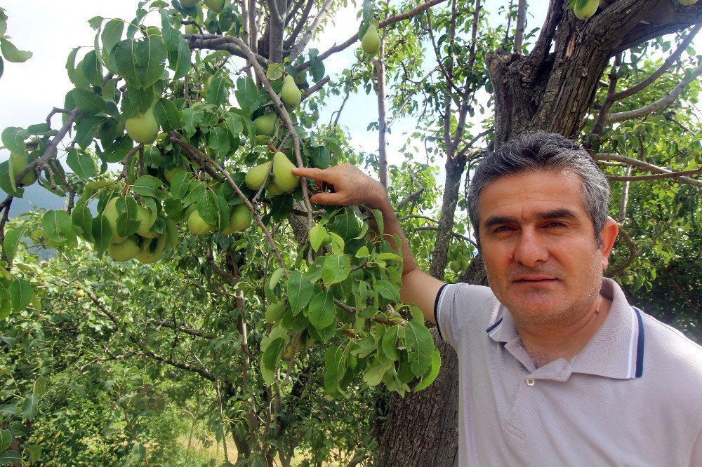 Asırlık Armut Ağacında Dört Farklı Lezzet