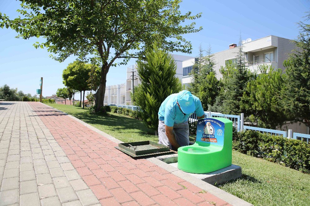 Can Dostlar İçin Otomatik Beslenme Ve Su Odağı