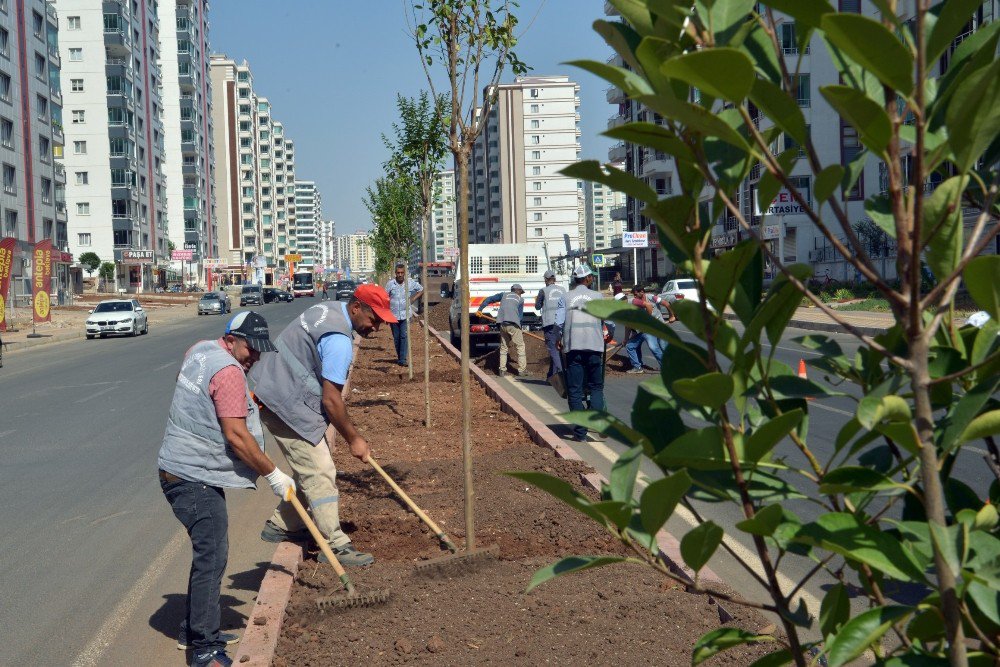 Nazım Hikmet Caddesi Artık Daha Yeşil