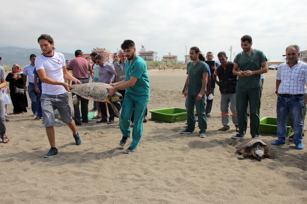 Tedavi Edilen Kaplumbağalar Denize Bırakıldı