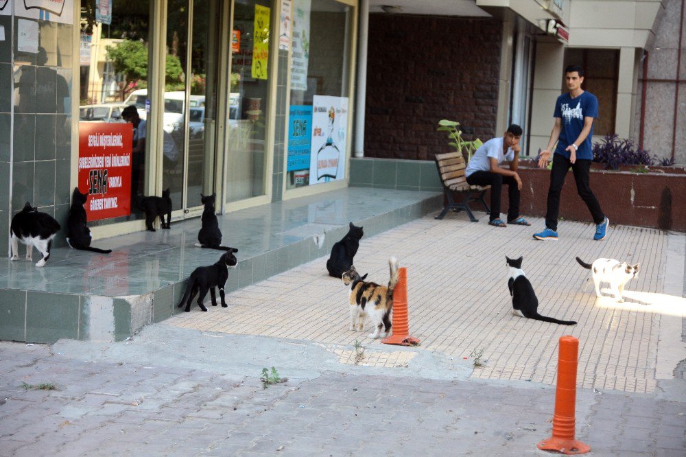 Kazancının Yarısını Kedilere Harcıyor