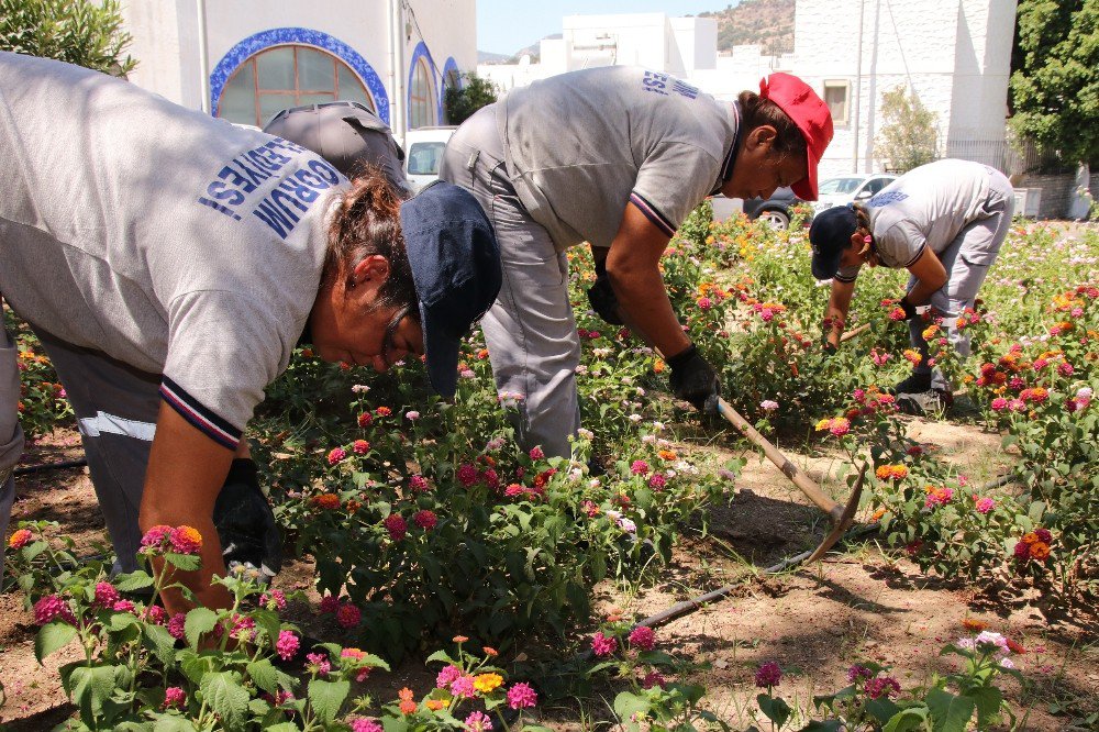 Bodrum’da Çevre Düzenleme Çalışmaları Sürüyor