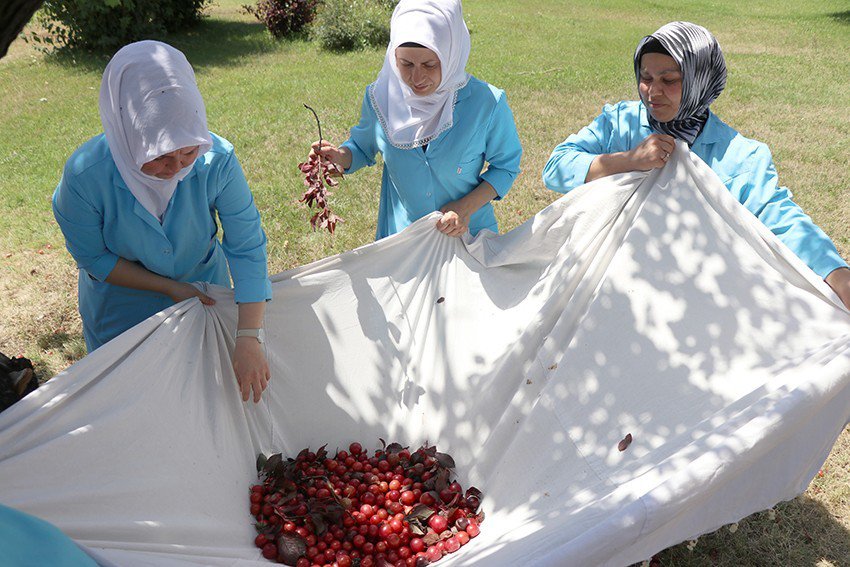 Bolu Belediyesinden Meyve İsrafına Akıllı Çözüm