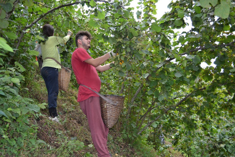 Karadeniz’de Fındık Hasadı Başladı