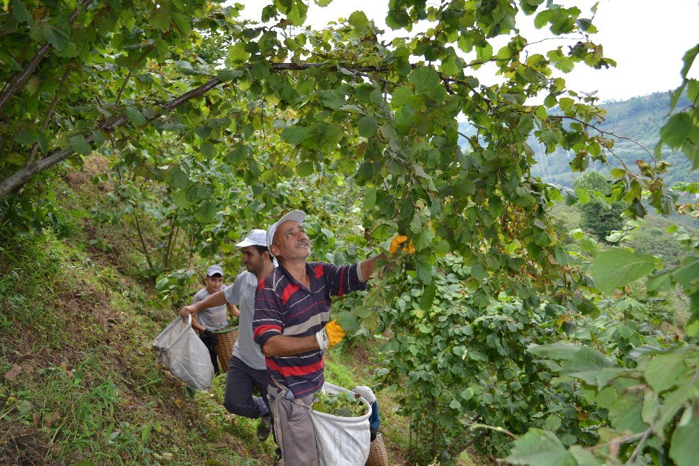 Karadeniz’de Fındık Hasadı Başladı