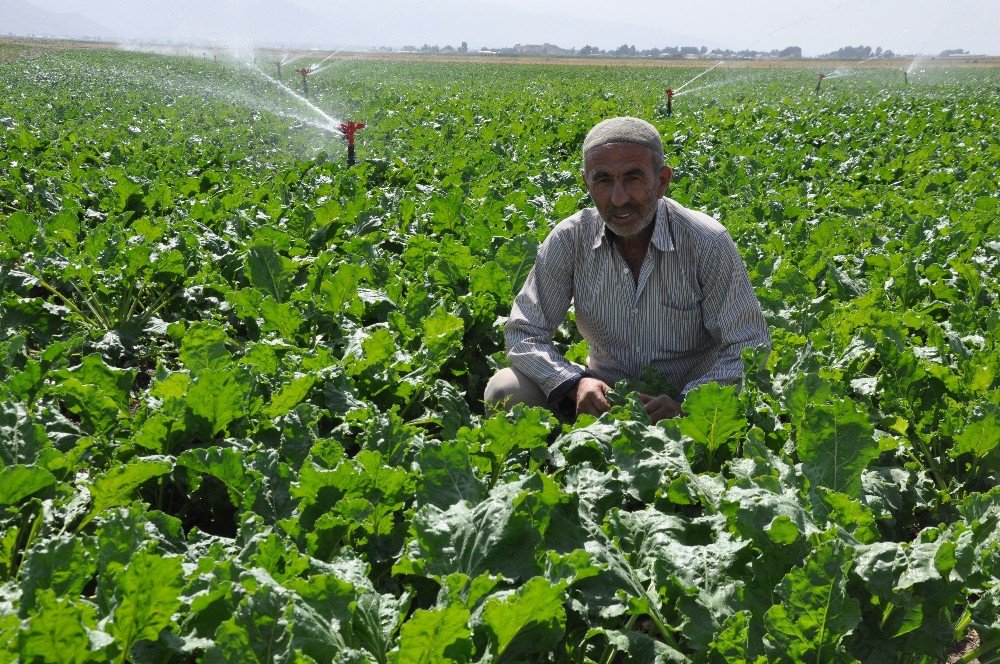 Şeker Pancarında Kota Sıkıntısı