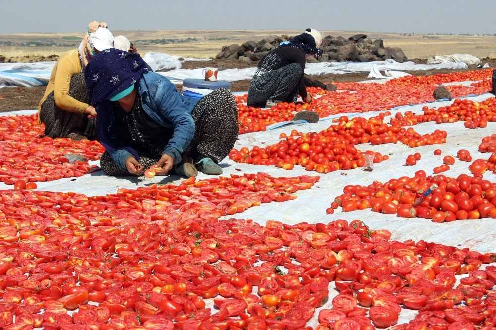 Siverek’te Yılda 500 Ton Kurutulmuş Domates Üretiliyor