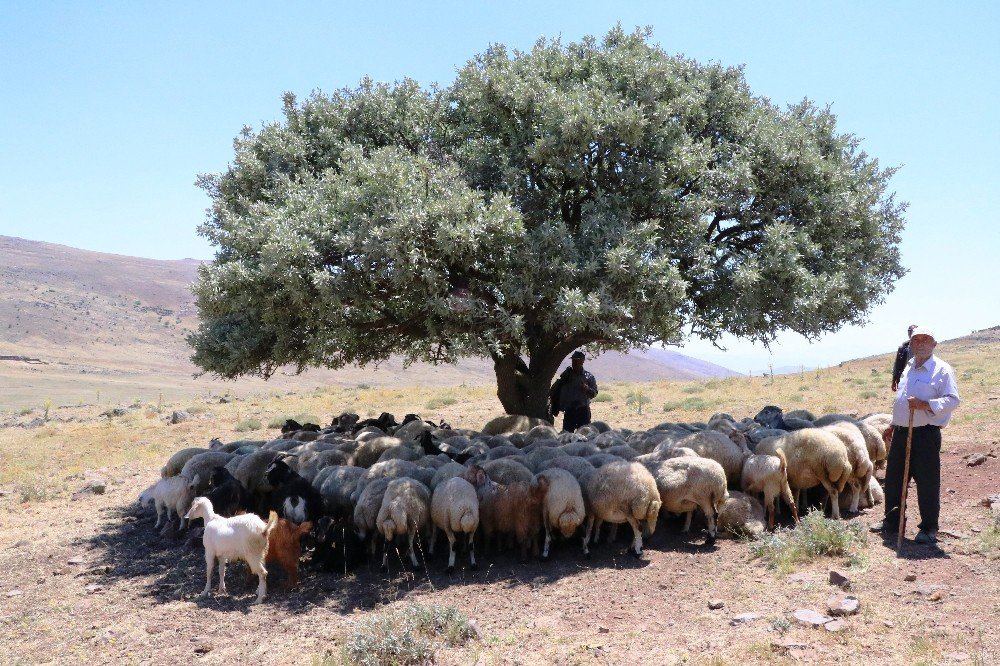 İha’nın Haberi Üzerine Harekete Geçildi