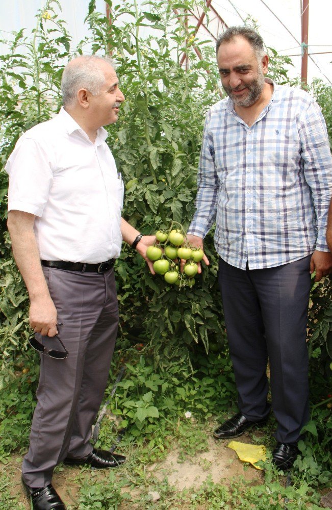 Müdür Görentaş’tan Sebze Üreticilerine Ziyaret