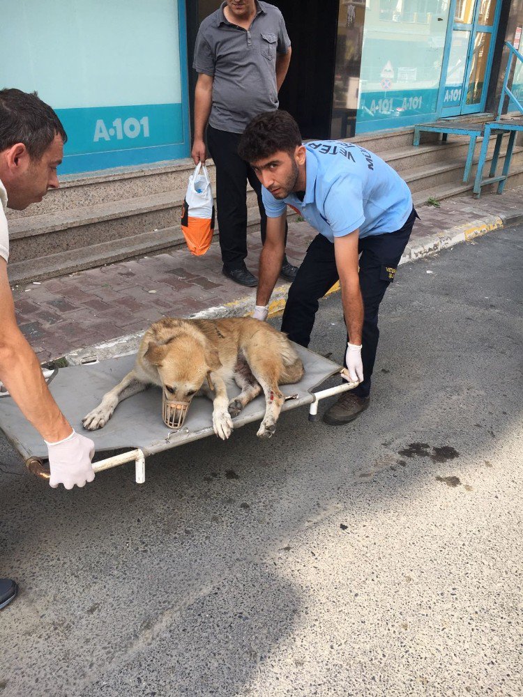 Eyüp’te Arabanın Çarptığı Köpek Tedavi Altına Alındı