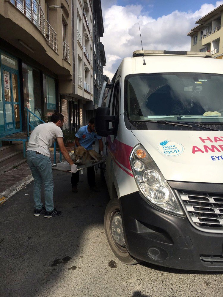 Eyüp’te Arabanın Çarptığı Köpek Tedavi Altına Alındı