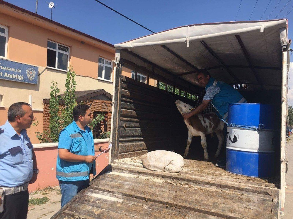 Hayvan Sevklerinde Denetimler Sıklaştırıldı