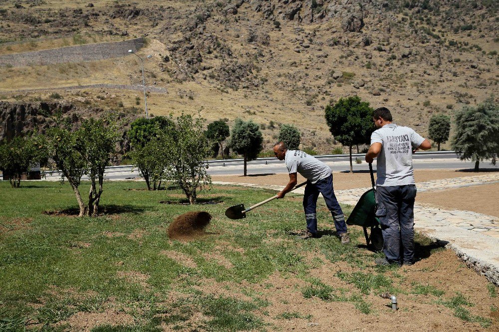 Karşıyaka’da 30 Yıllık Zeytin Ağaçları Toprakla Buluştu