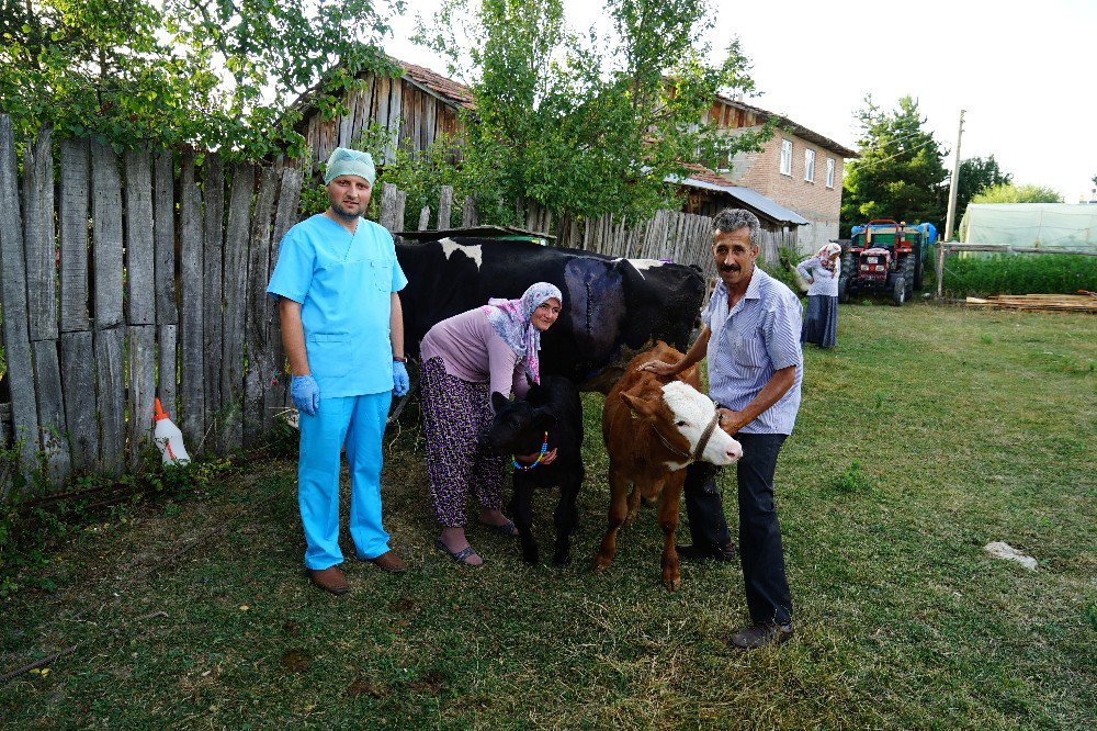 109 Kilo Ağırlığında Doğan Buzağı Görenleri Şaşırttı