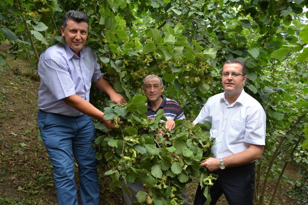 Fındıkta Örnek Bahçelerin Verimi Arttı