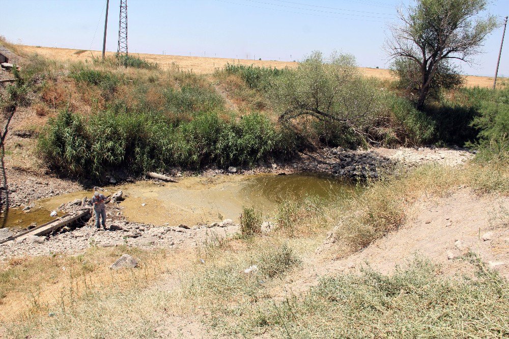 Sakarya Nehri Kurudu Hayvanlar Telef Oldu