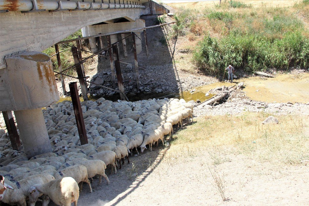 Sakarya Nehri Kurudu Hayvanlar Telef Oldu