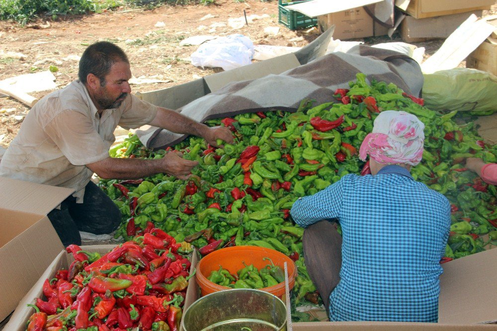 Şanlıurfa’da İsot Hasadı Başladı