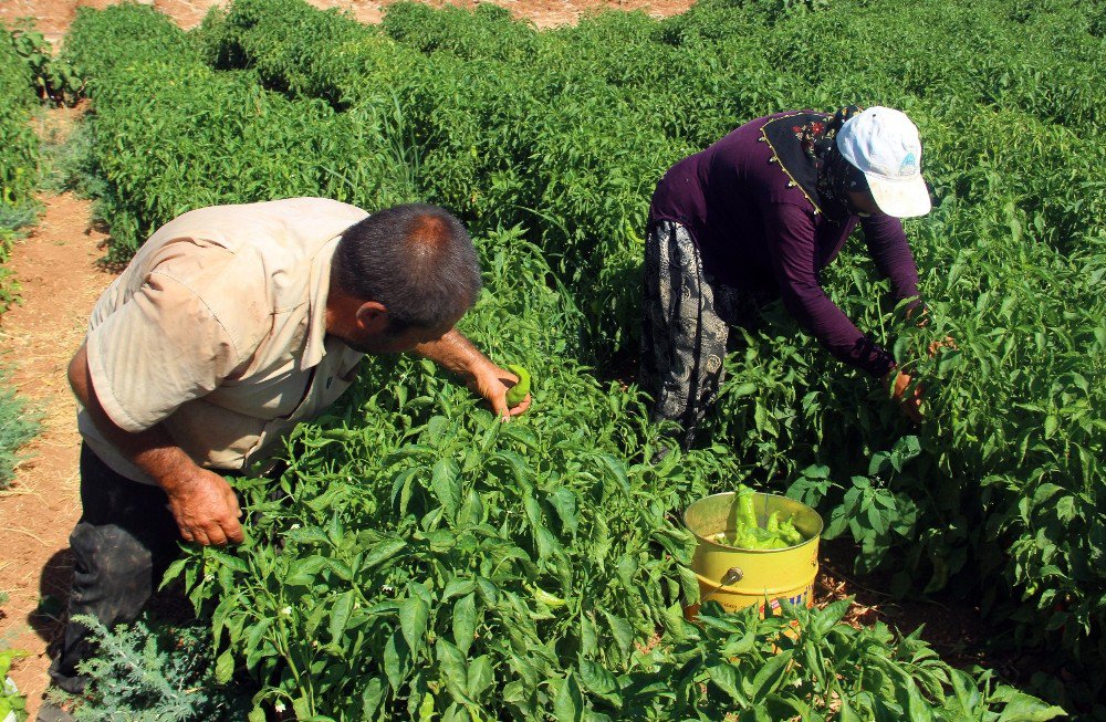 Şanlıurfa’da İsot Hasadı Başladı