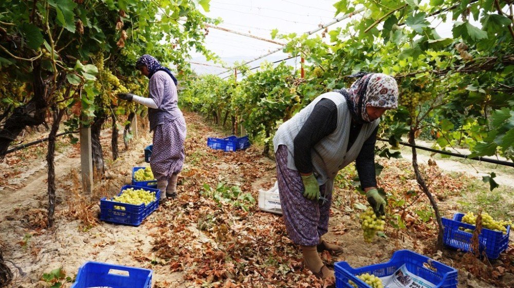 Sarıgöl’de Üzüm Hasadına Başlandı