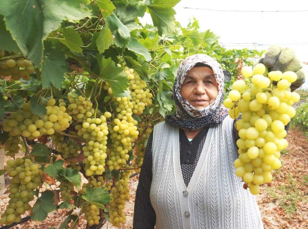 Sarıgöl’de Üzüm Hasadına Başlandı