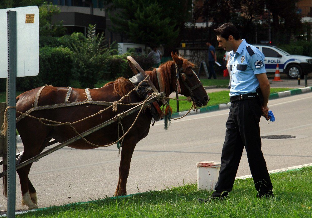 At Arabası İle Ekip Otosuna Çarptı