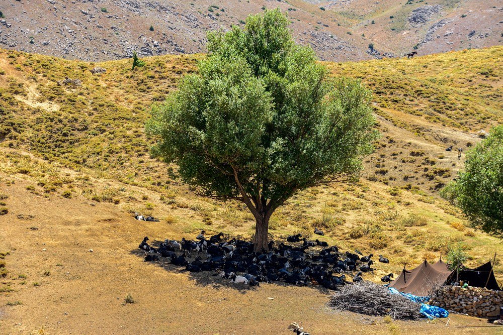 Engellilerin Yayla Sevinci