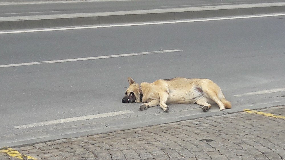 İstanbul’da Bunaltıcı Nem Etkisi