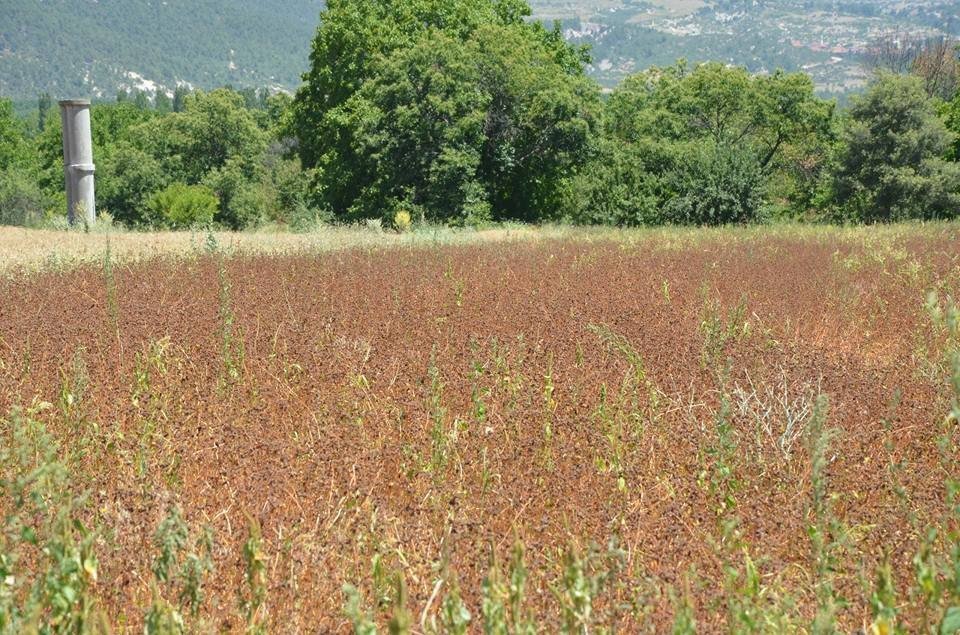 Simav’da ’Kara Buğday’ Hasadı Başladı