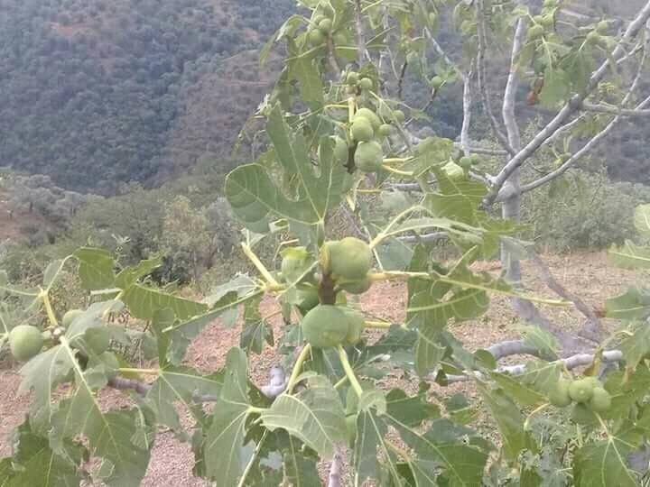 Sultanhisar’da Dolu Üreticiyi Perişan Etti