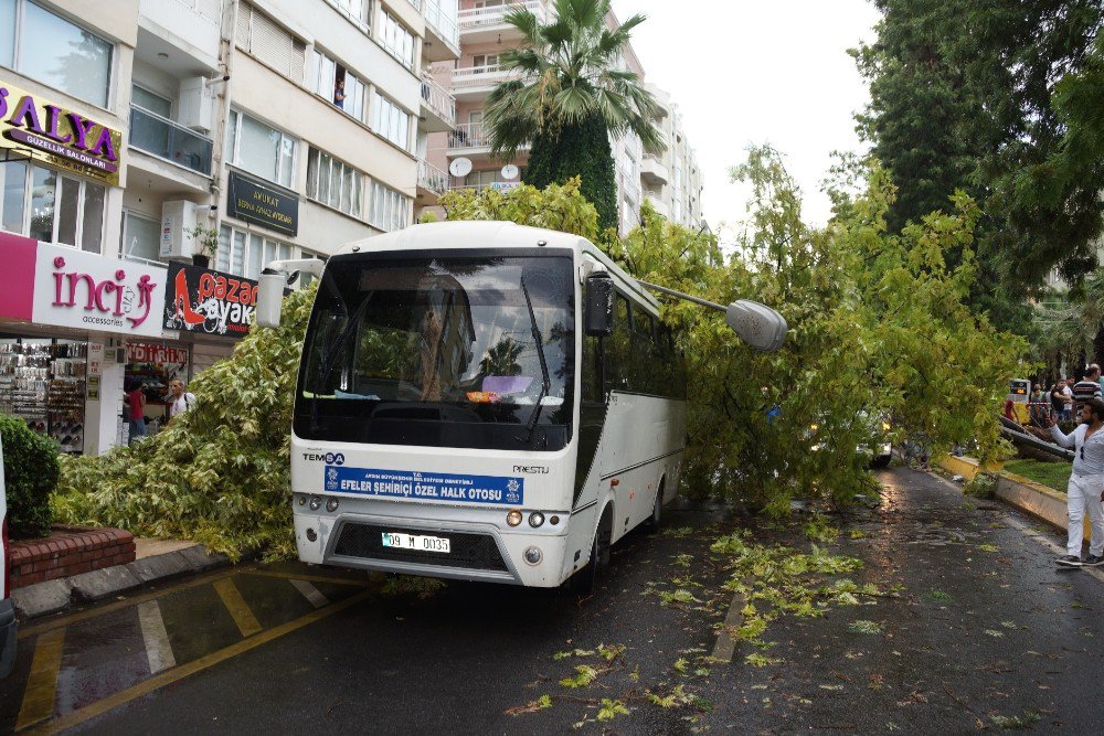 Aydında, ağaç yolcu minibüsünün üstüne devrildi