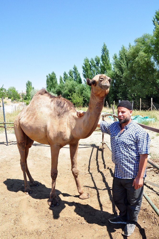 Develeri alana yarım altın hediye edecek