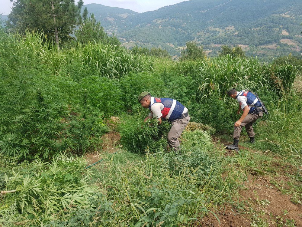 Hayvan çiftliğinde yasa dışı kenevir yetiştirdi