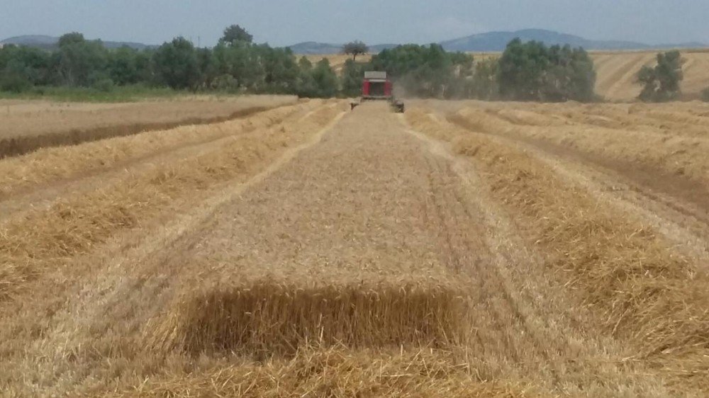 İnönü’de hasat ve kontrol zamanı