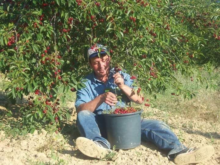 Şaphane’de hedeflenen vişne rekoltesine yaklaşıldı