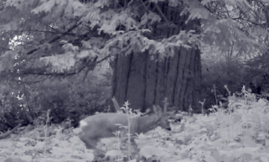 Yaban hayvanları foto kapanda görüntülendi